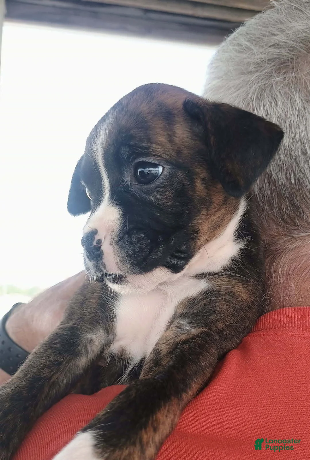 Boxer dogs for sale: Miss McCuddles - Ad 4