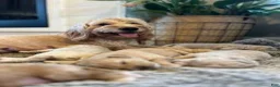 Mini Goldendoodle dogs for sale: Maverick - Ad 4