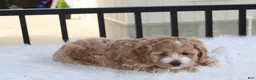 Cockapoo dogs for sale: Paisley  - Ad 4