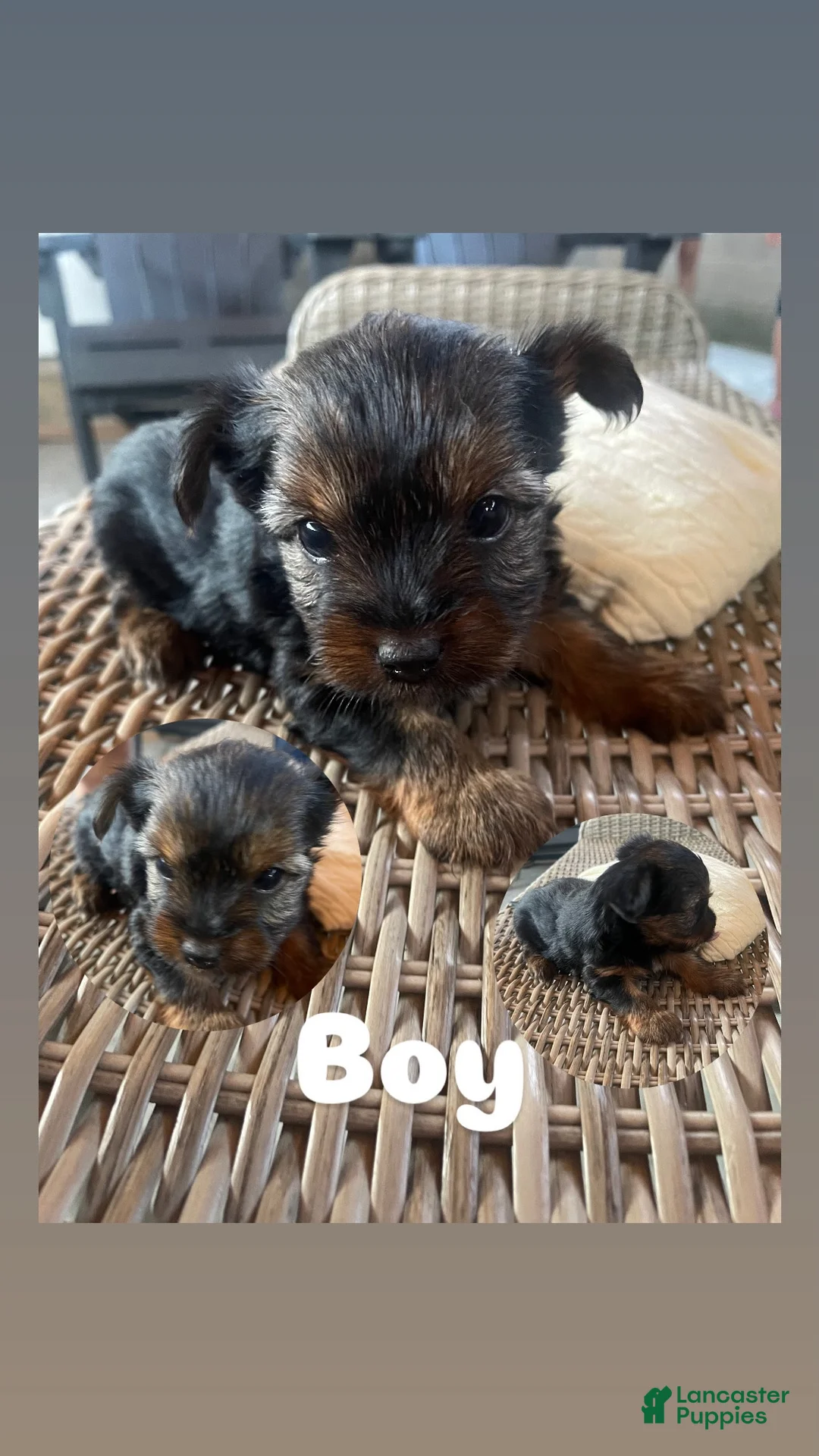 Yorkshire Terrier dogs for sale: Yorkshire Terrier 3 - Ad 1