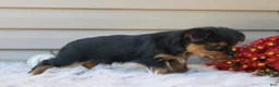 Yorkshire Terrier dogs for sale: Scotty - Ad 6
