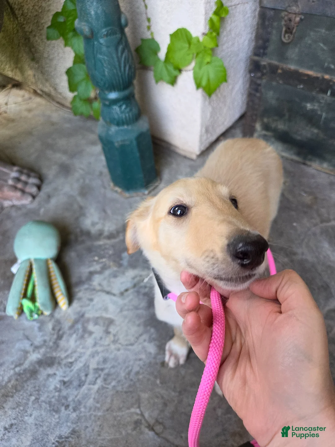 Borzoi dogs for sale: Cedric - Ad 1