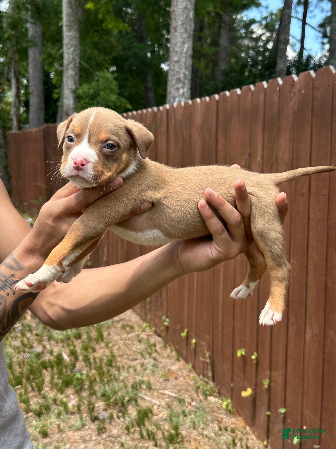 American Bully dogs for sale: American Bully Puppy 4 - Ad 1