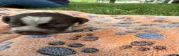 Wirehaired Pointing Griffon dogs for sale: Puppy 5 - Ad 2