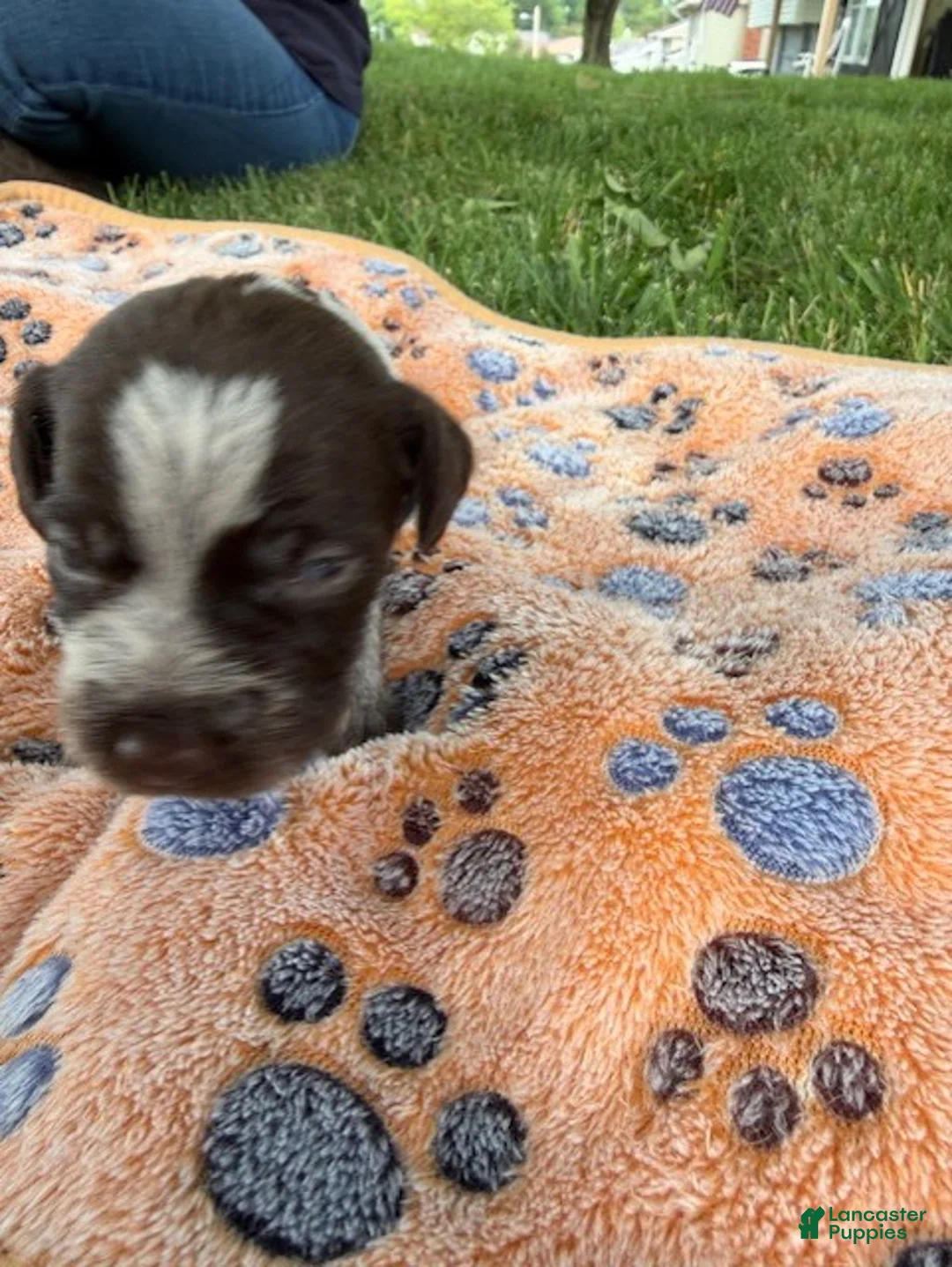 Wirehaired Pointing Griffon dogs for sale: Puppy 5 - Ad 2
