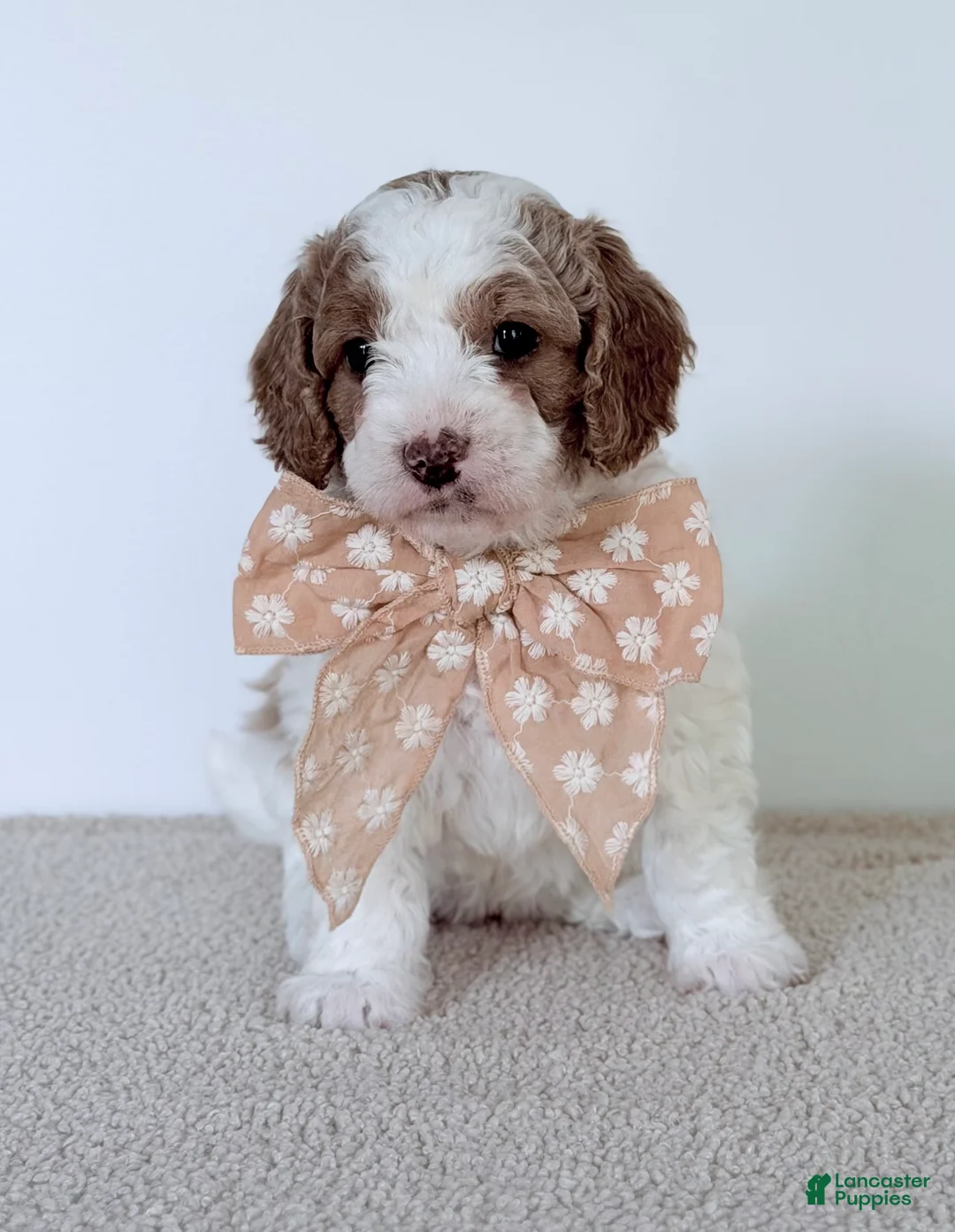 Mini Goldendoodle dogs for sale:  June Bug-mini  - Ad 1