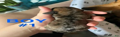 Male 1