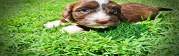 Havapoo dogs for sale: Tootsie - Ad 10