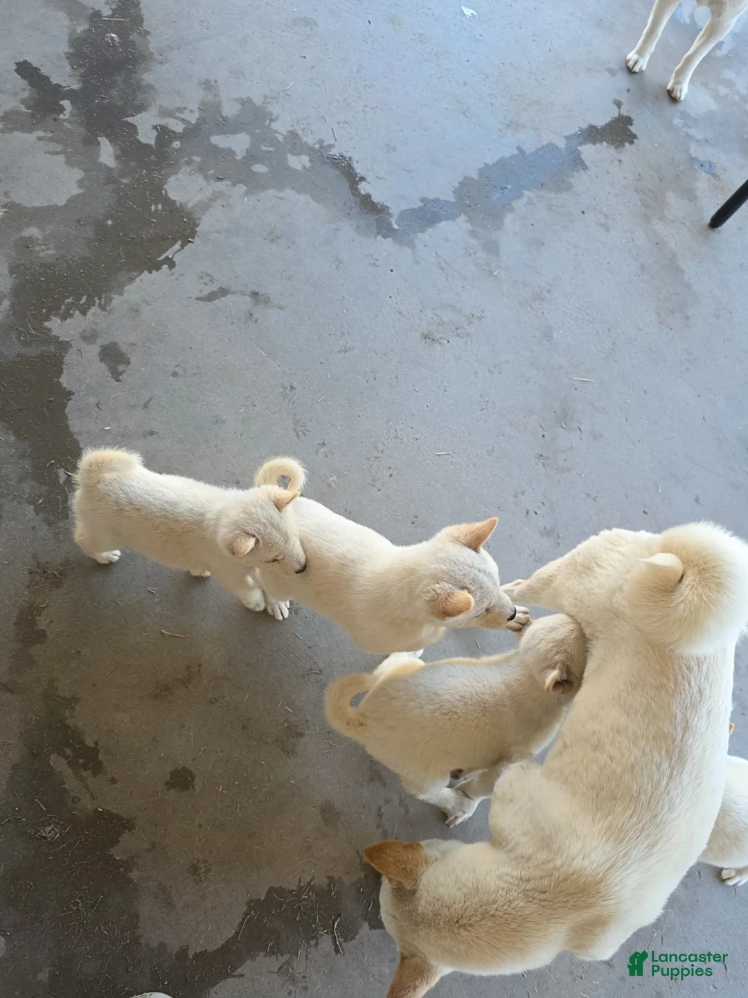 Shiba Inu dogs for sale: Shiba Inu Puppy 3 - Ad 1