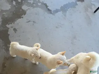 Shiba Inu dogs Shiba Inu Puppy 3 - Ad 1