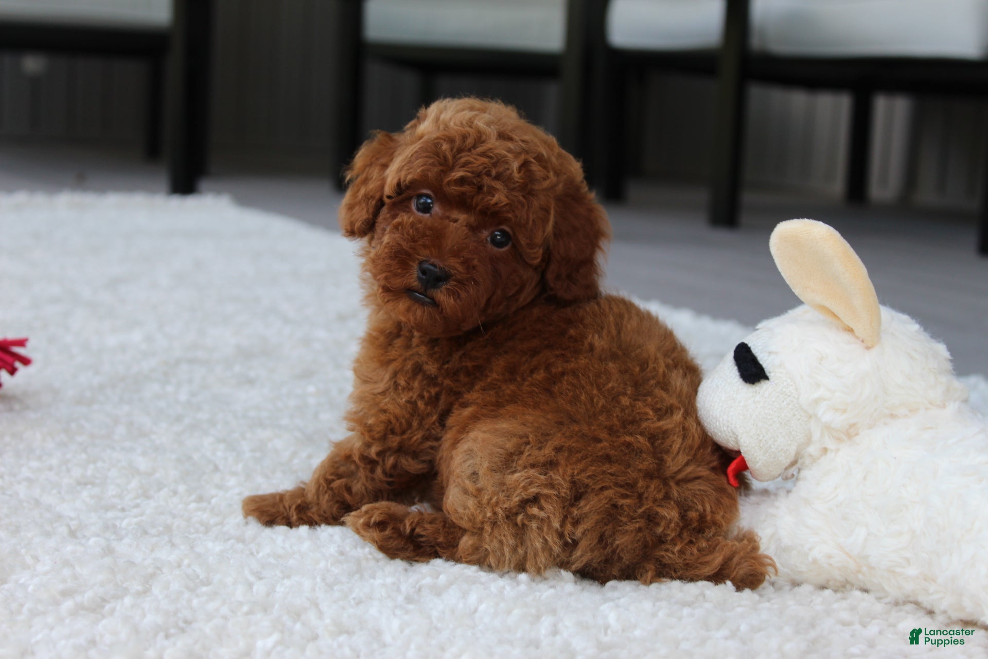 Toy Poodle dogs for sale: Anson - Ad 4