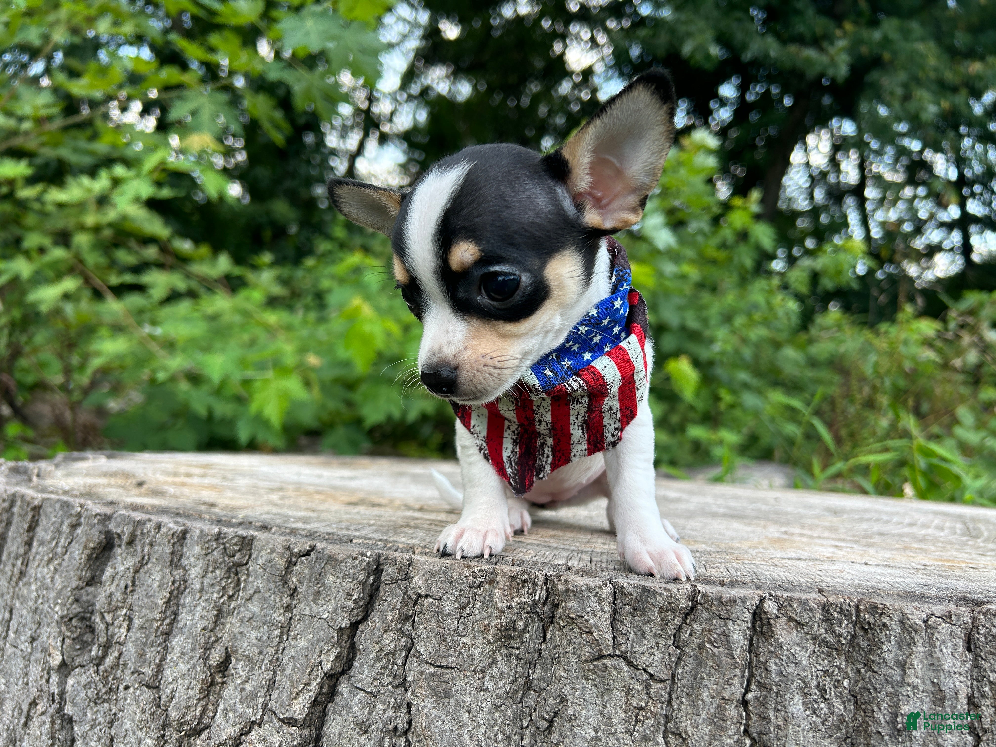Chihuahua dogs 🐾Lisa~Tricolor Chihuahua - Ad 2