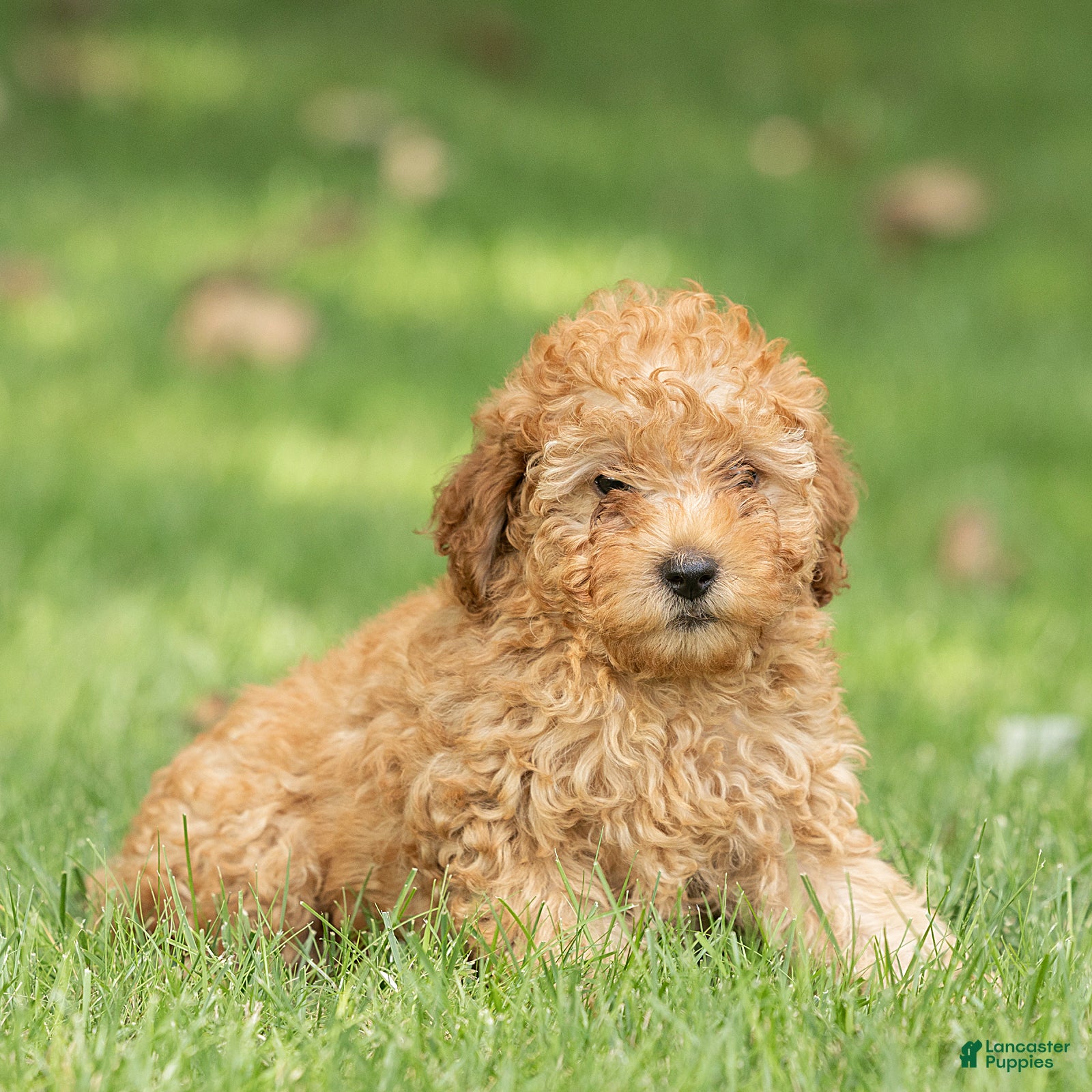 Miniature Poodle dogs Charm Miniature Poodle  - Ad 1
