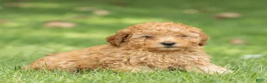 Charm Miniature Poodle 