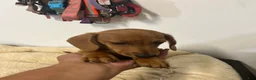 Miniature Dachshund dogs for sale: Wren - Ad 1