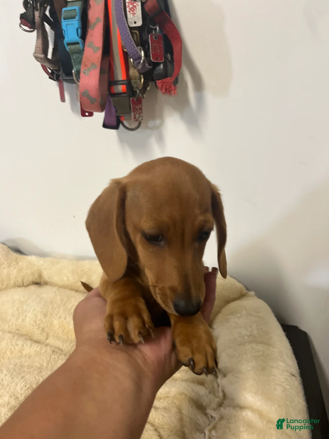 Miniature Dachshund dogs for sale: Wren - Ad 1