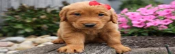 Golden Retriever dogs for sale: Quinton💙 - Ad 11