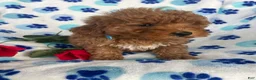 Toy Poodle dogs for sale: Pebbles - Ad 2