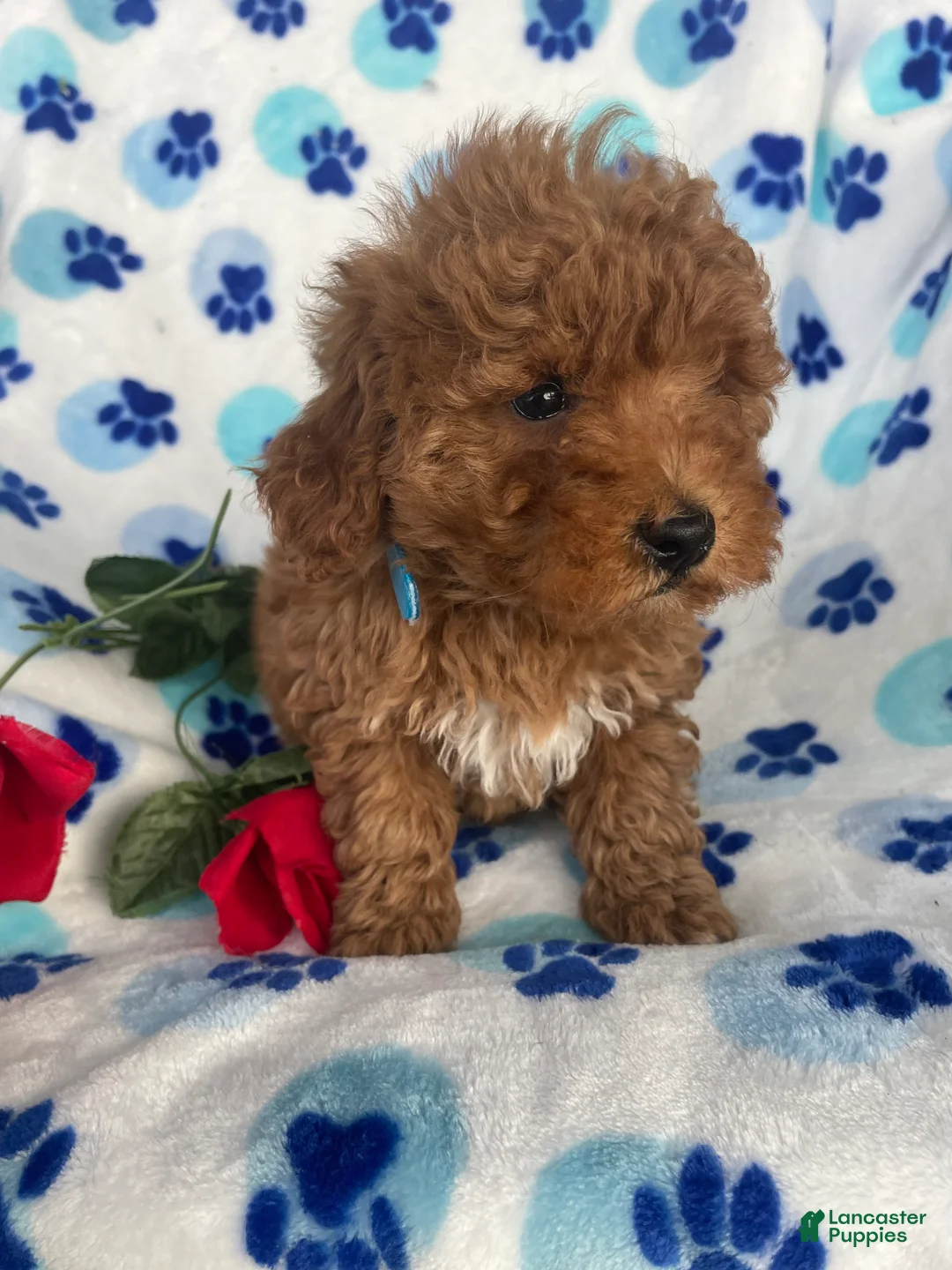 Toy Poodle dogs for sale: Pebbles - Ad 2