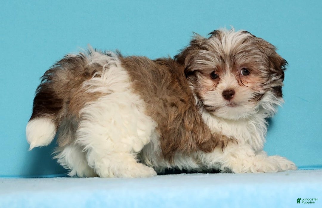 Havanese dogs for sale: Drew - Ad 2