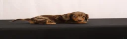 Dachshund dogs for sale: Pinto - Ad 4