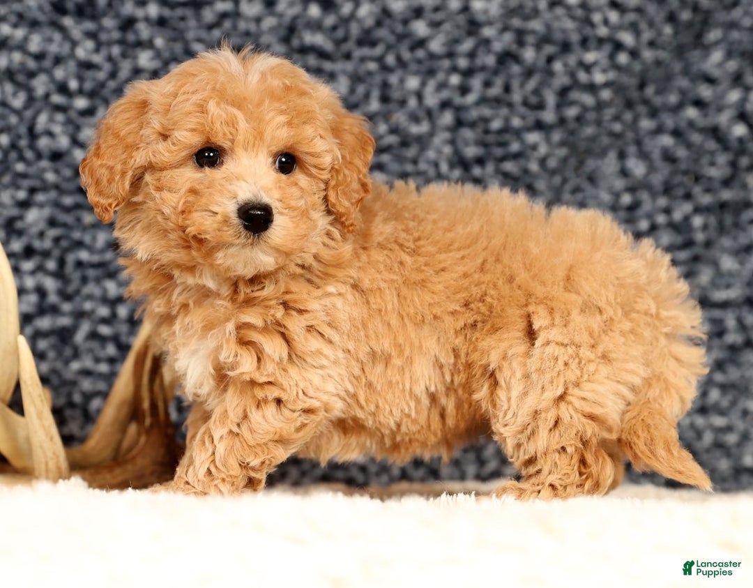 Bichpoo dogs for sale: Chase - Ad 7