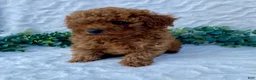 Miniature Poodle dogs for sale: Murphy - Ad 3