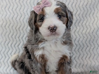 Mini Bernedoodle dogs - Ad 4