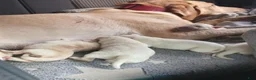 Labrador Retriever dogs for sale: Labrador Retriever 10 - Ad 3