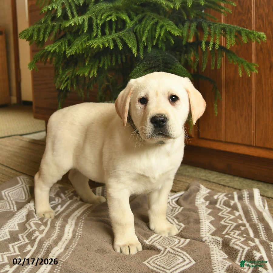 Labrador Retriever dogs Goliath  - Ad 1