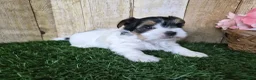 Biewer Terrier dogs for sale: Willow - Ad 6