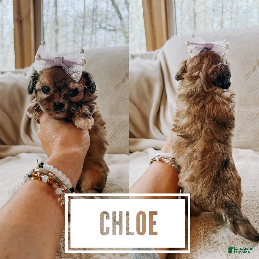 Shihpoo dogs for sale: Chloe - Ad 1