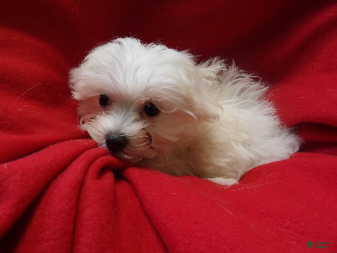 Maltese dogs for sale: Maltese Puppy 3 - Ad 2