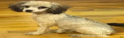 Toy Poodle dogs for sale: Venice  - Ad 3