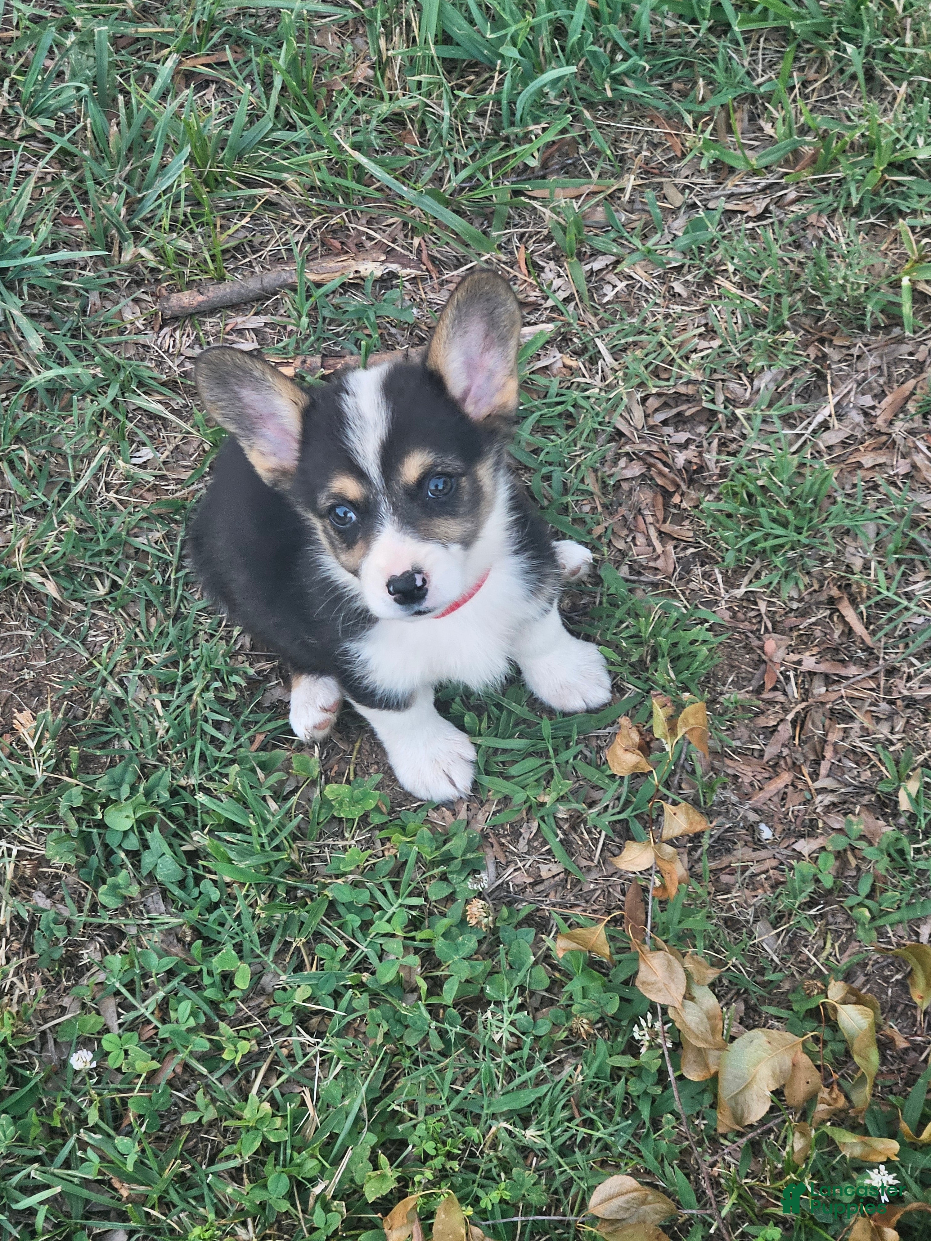 Welsh Corgi Pembroke dogs Red Female - Ad 24
