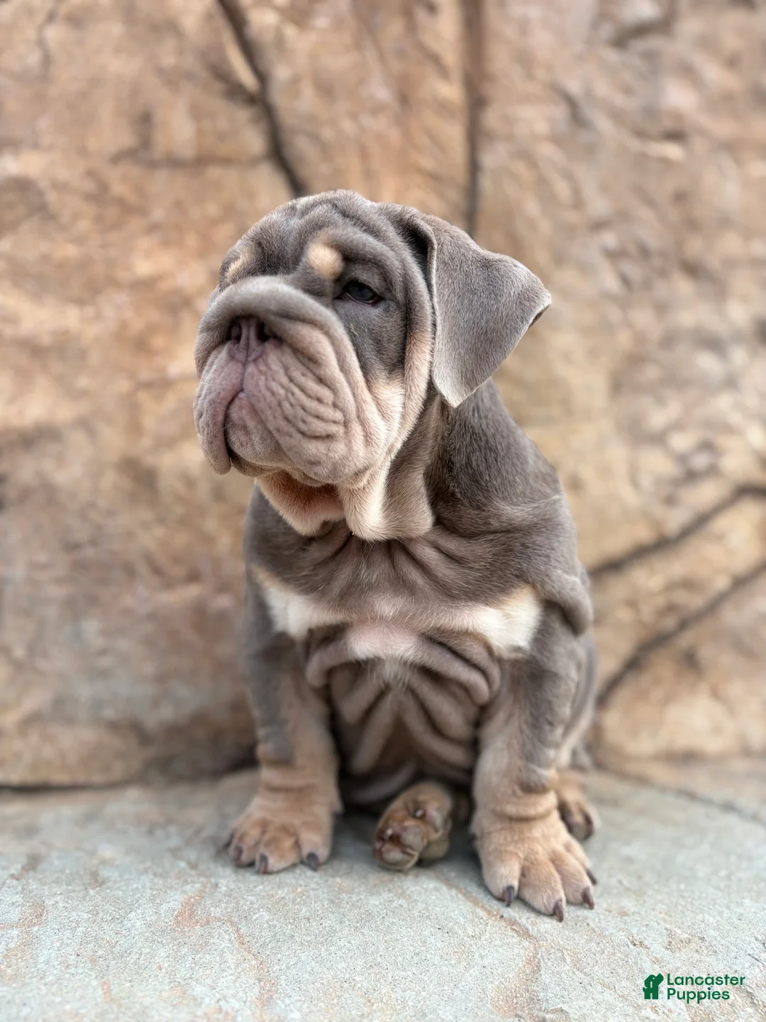 English Bulldog dogs for sale: English Bulldog 1 - Ad 1