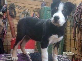 Border Collie dogs Border Collie Puppy 1 - Ad 24