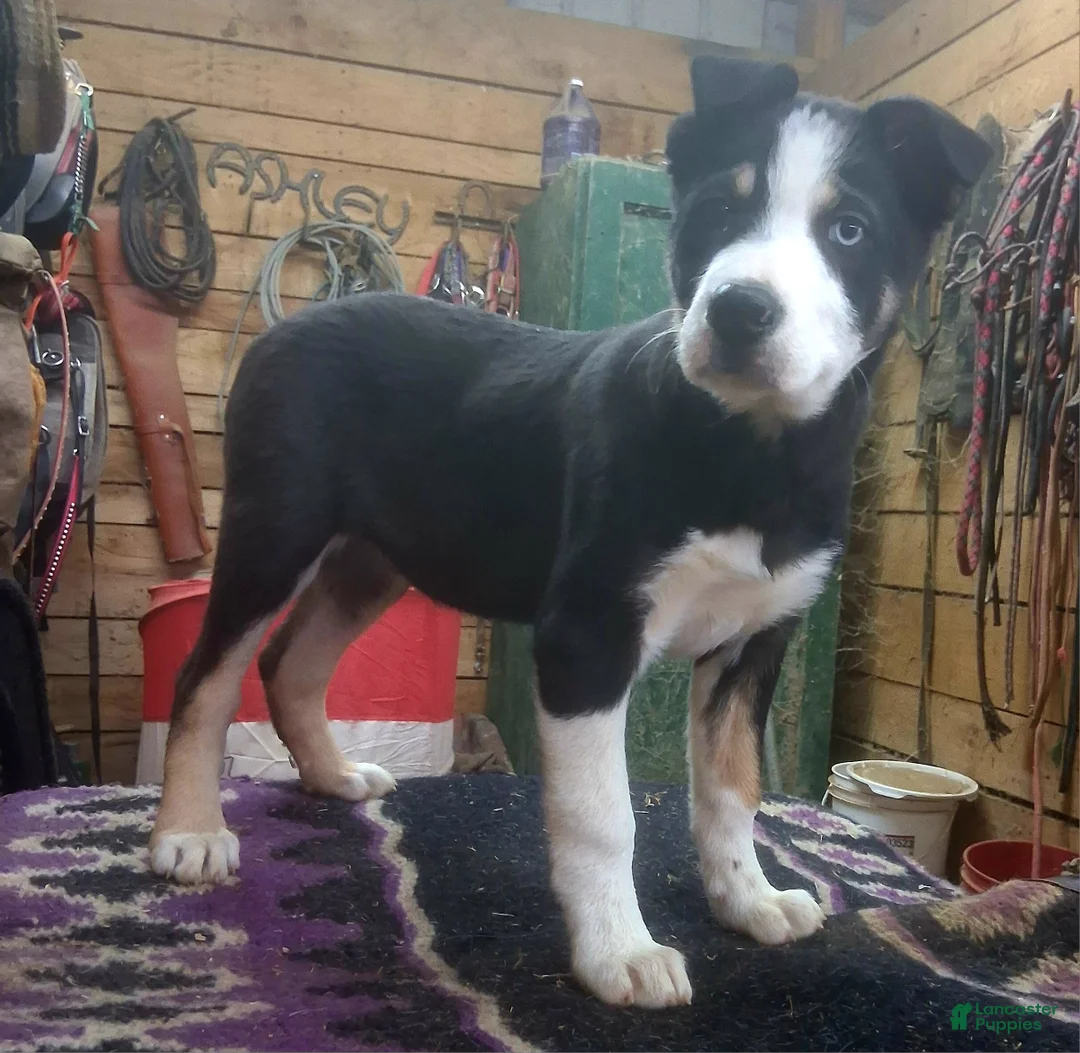 Border Collie dogs for sale: Border Collie Puppy 1 - Ad 1