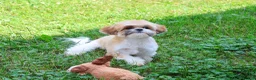 Shih Tzu dogs for sale: Theon  - Ad 3