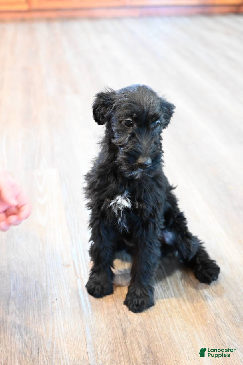 Mixed Breed dogs Fern - Ad 2