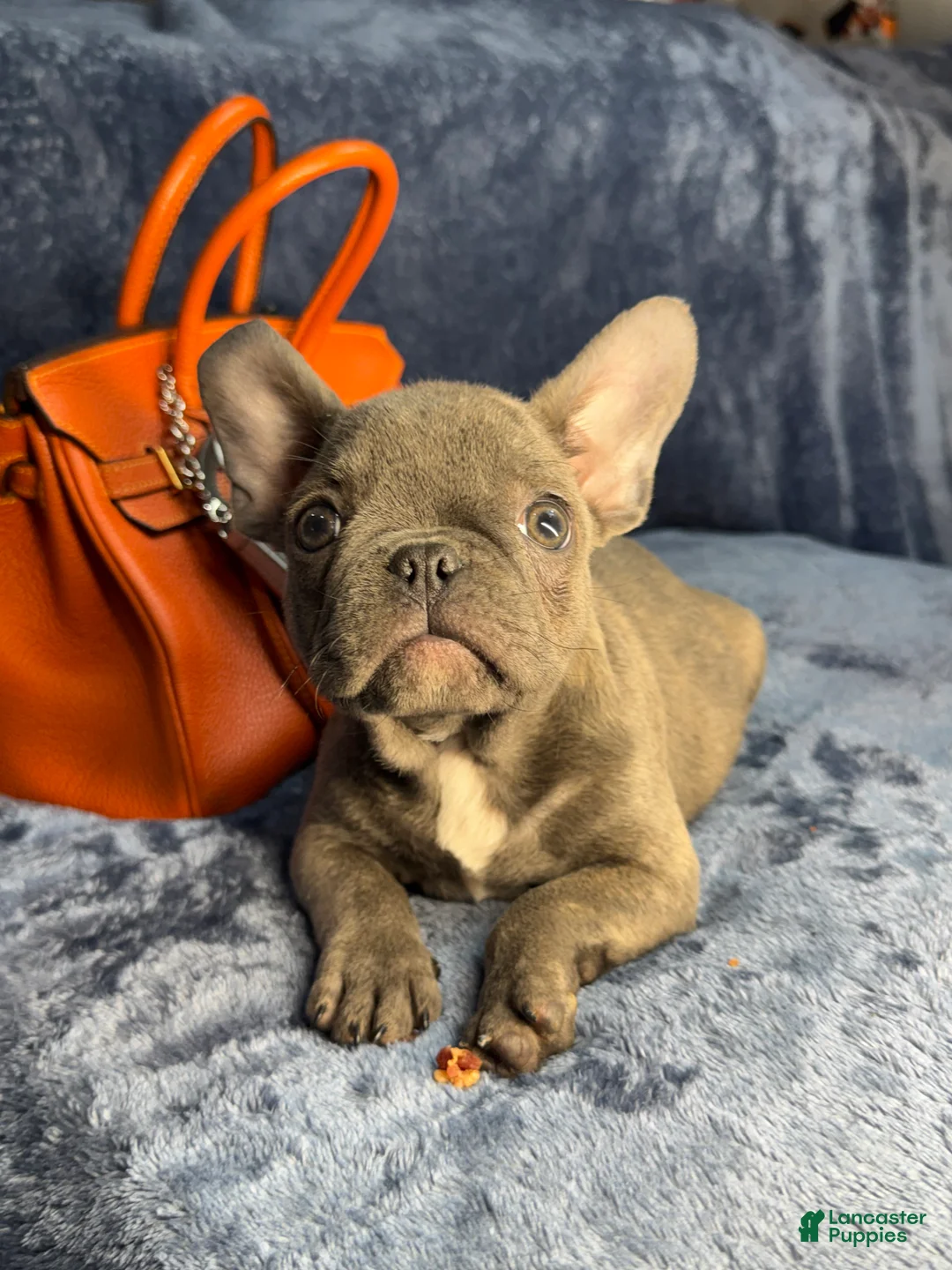 French Bulldog dogs for sale: Baby - Ad 1