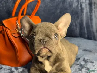 French Bulldog dogs Baby - Ad 24