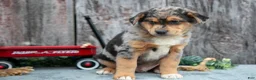 Mixed Breed dogs for sale: Poko - Ad 2