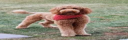 Mixed Breed dogs for sale: Fabio - Ad 4