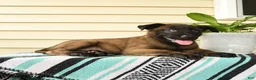 Belgian Malinois dogs for sale: Kafi - Ad 4