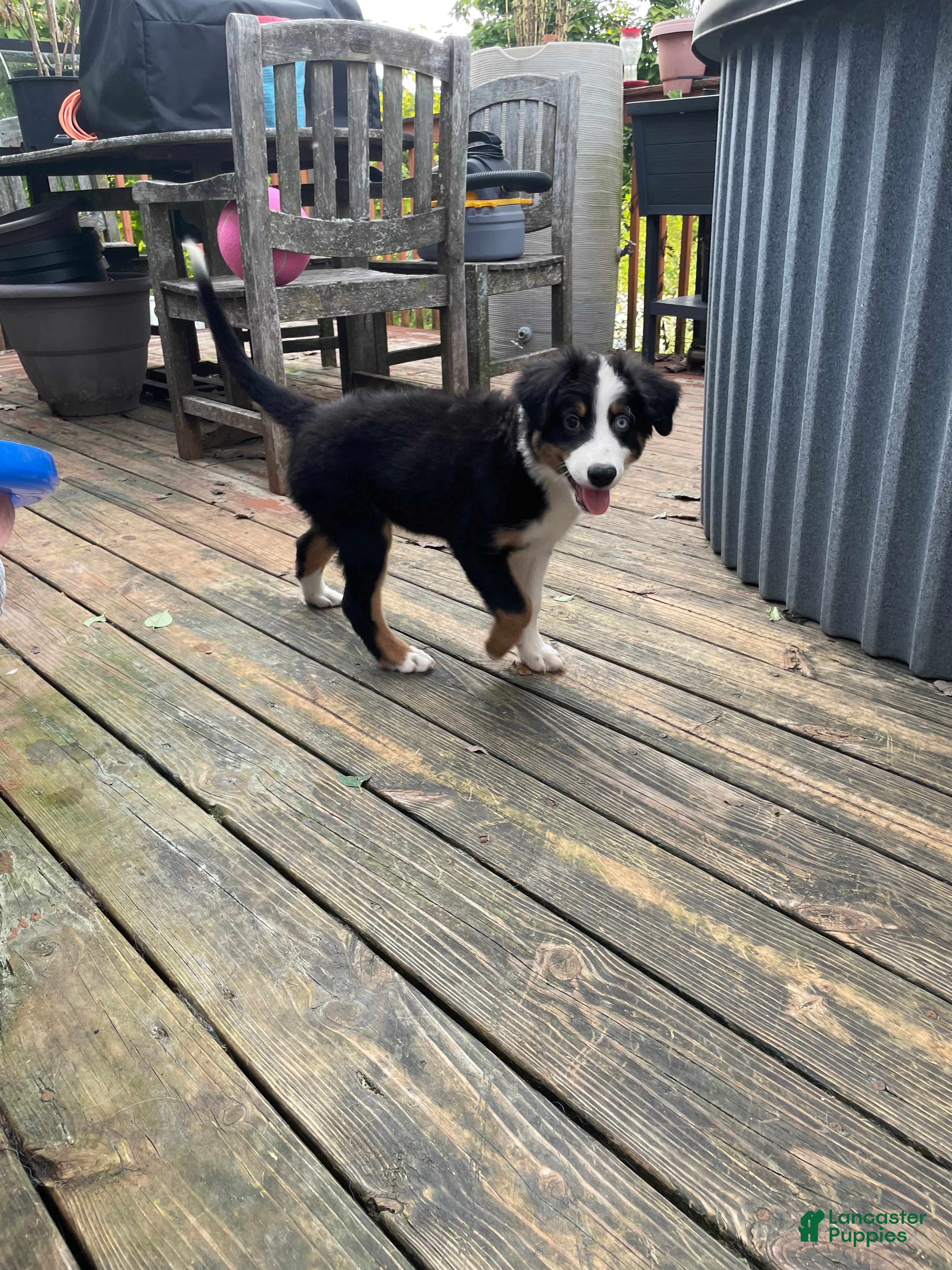 Mixed Breed dogs Deogee - Ad 2