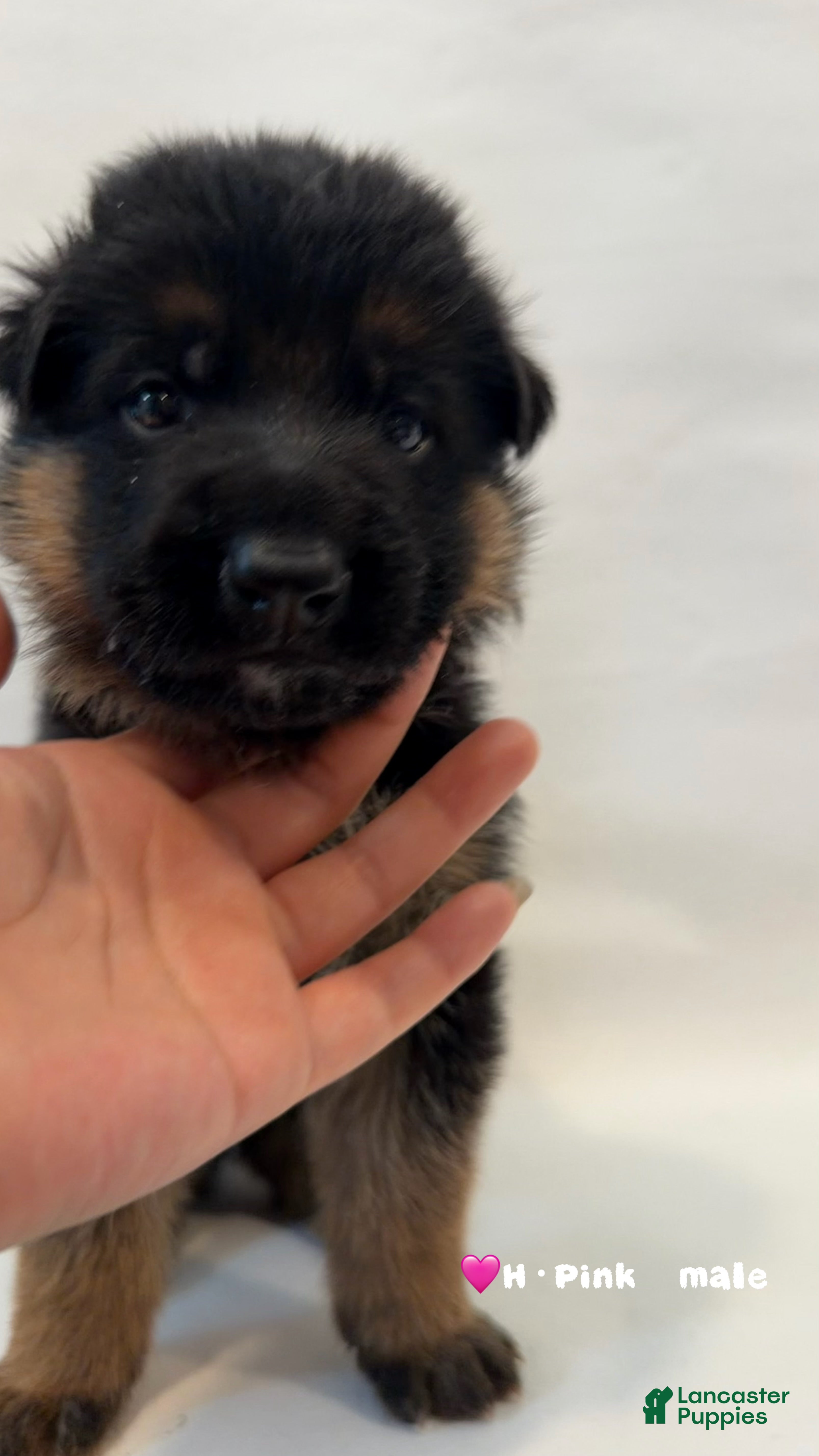 German Shepherd dogs H·pink - Ad 33