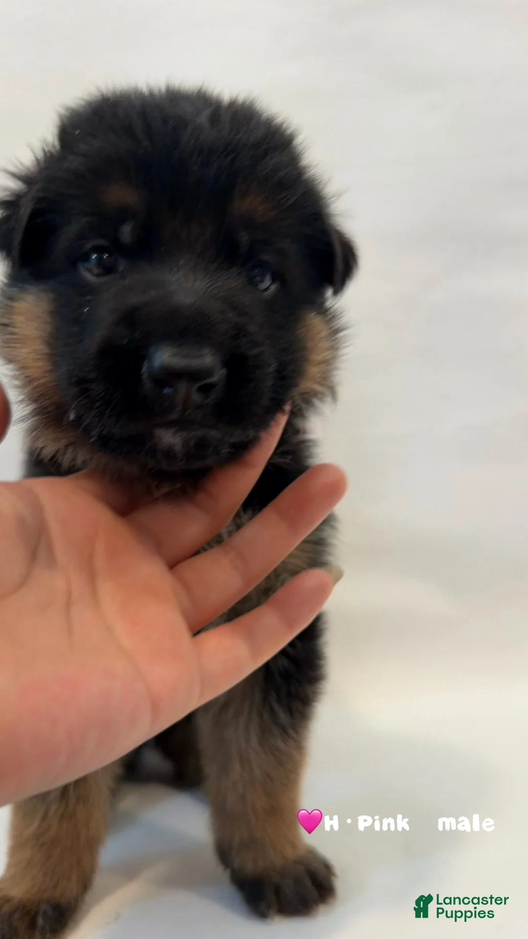 German Shepherd dogs for sale: H·pink - Ad 1