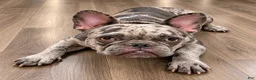 French Bulldog dogs for sale: Tanisha (black tri)  - Ad 3