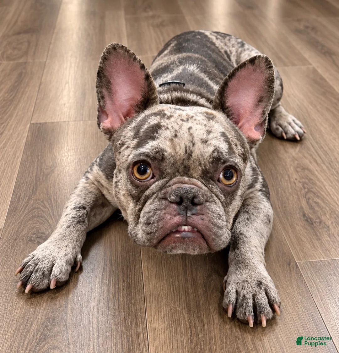French Bulldog dogs for sale: Tanisha (black tri)  - Ad 3